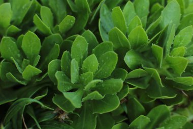 Yaprak döken yeşil bitki, yaprakları üzerinde çiy damlaları ve su ile çalı