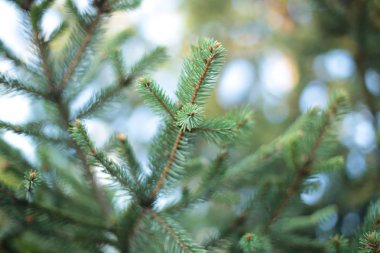 Dikenli ladin ağacı dalları küçük yeşil dikenler