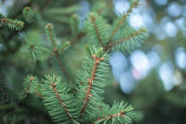 Dikenli ladin ağacı dalları küçük yeşil dikenler