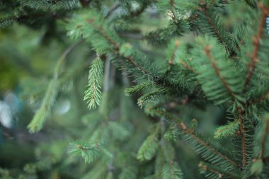 Dikenli ladin ağacı dalları küçük yeşil dikenler