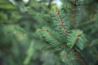 Dikenli ladin ağacı dalları küçük yeşil dikenler