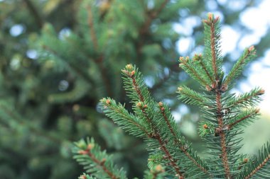 Dikenli ladin ağacı dalları küçük yeşil dikenler
