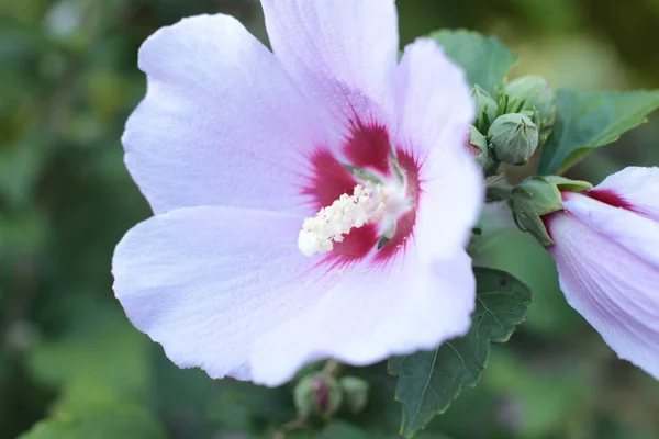 Les Fleurs Sont Grandes Petites Aux Couleurs Vives Vertes — Photo