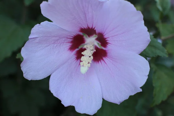 花は大きくて小さく 明るい色と緑です — ストック写真