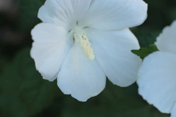 Fiori Sono Grandi Piccoli Dai Colori Vivaci Verdi — Foto Stock