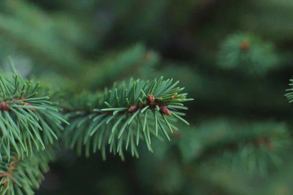 とげのあるスプルースの木の枝小さな緑の脊椎 — ストック写真