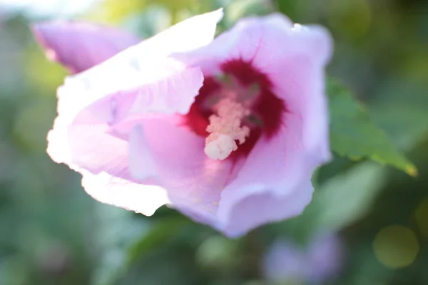 Fiori Sono Grandi Piccoli Dai Colori Vivaci Verdi — Foto Stock