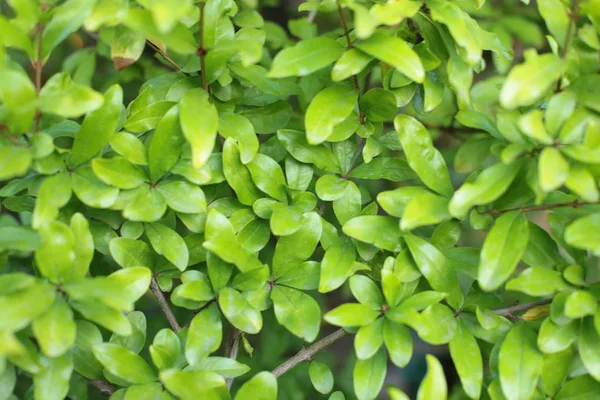 Planta Verde Caducifolio Arbusto Con Gotas Rocío Agua Sobre Las — Foto de Stock