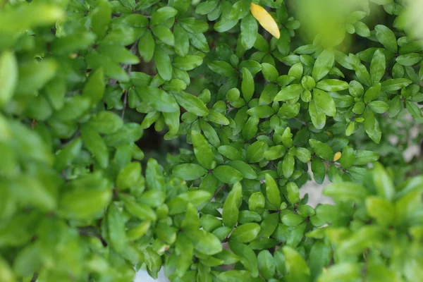 Planta Verde Caducifolio Arbusto Con Gotas Rocío Agua Sobre Las —  Fotos de Stock