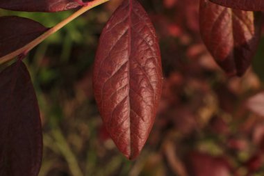 Bahçede ülkede büyümek için çiçekli bitkilerin inanılmaz güzel güzelliği