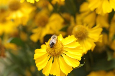 Bahçede ülkede büyümek için çiçekli bitkilerin inanılmaz güzel güzelliği