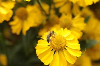 Bahçede ülkede büyümek için çiçekli bitkilerin inanılmaz güzel güzelliği