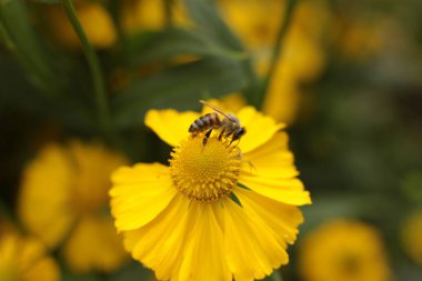 Bahçede ülkede büyümek için çiçekli bitkilerin inanılmaz güzel güzelliği