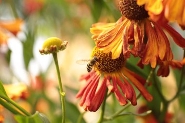 Bahçede ülkede büyümek için çiçekli bitkilerin inanılmaz güzel güzelliği
