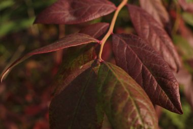 Bahçede ülkede büyümek için çiçekli bitkilerin inanılmaz güzel güzelliği