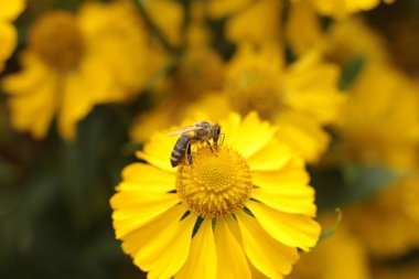 Bahçede ülkede büyümek için çiçekli bitkilerin inanılmaz güzel güzelliği