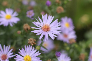 Bahçede ülkede büyümek için çiçekli bitkilerin inanılmaz güzel güzelliği