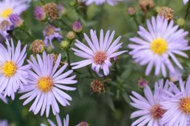 Bahçede ülkede büyümek için çiçekli bitkilerin inanılmaz güzel güzelliği