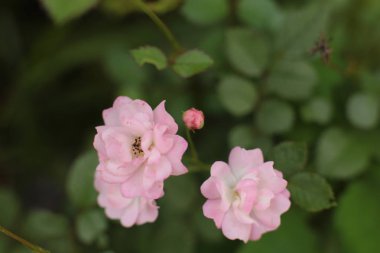 Bahçede ülkede büyümek için çiçekli bitkilerin inanılmaz güzel güzelliği