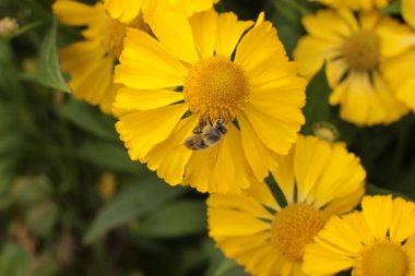 Bahçede ülkede büyümek için çiçekli bitkilerin inanılmaz güzel güzelliği
