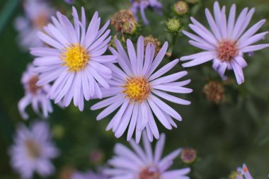 Bahçede ülkede büyümek için çiçekli bitkilerin inanılmaz güzel güzelliği