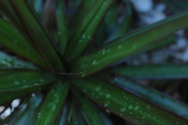 Doğada Çiçek güzelliği çiçekçi sevinç buketleri toplama