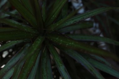 Doğada Çiçek güzelliği çiçekçi sevinç buketleri toplama