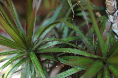 Doğada Çiçek güzelliği çiçekçi sevinç buketleri toplama