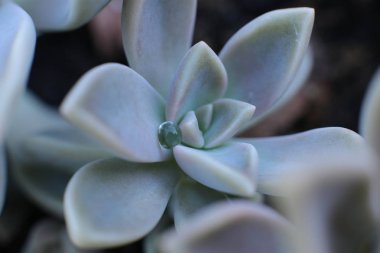 Doğada Çiçek güzelliği çiçekçi sevinç buketleri toplama