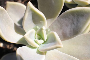 Doğada Çiçek güzelliği çiçekçi sevinç buketleri toplama