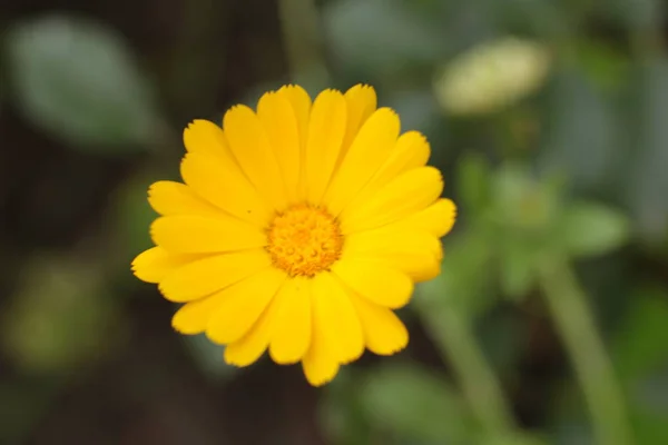 Increíble Belleza Las Plantas Con Flores Para Crecer Campo Jardín —  Fotos de Stock