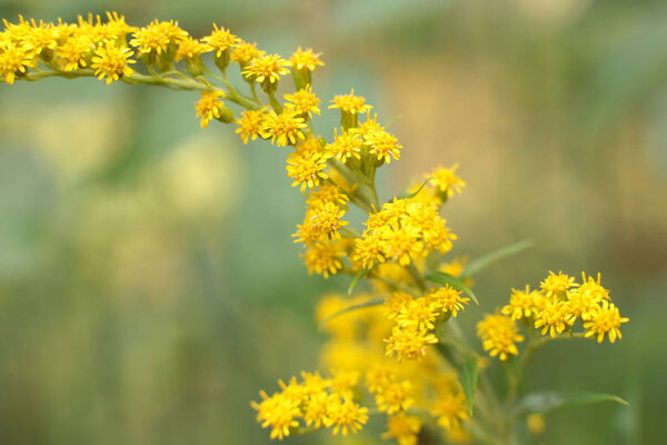 The incredible beautiful beauty of flowering plants to grow in the country in the garden