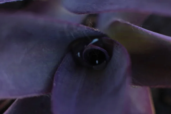 Increíble Belleza Las Plantas Con Flores Para Crecer Campo Jardín —  Fotos de Stock