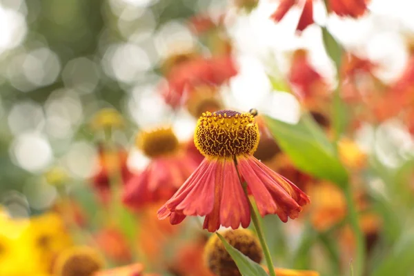 Incredibile Bellezza Delle Piante Fiore Coltivare Campagna Giardino — Foto Stock