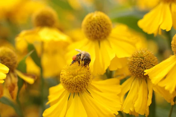 Die Unglaubliche Schönheit Blühender Pflanzen Die Auf Dem Land Garten — Stockfoto