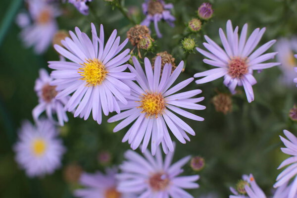 The incredible beautiful beauty of flowering plants to grow in the country in the garden