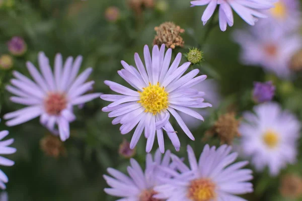 Die Unglaubliche Schönheit Blühender Pflanzen Die Auf Dem Land Garten — Stockfoto