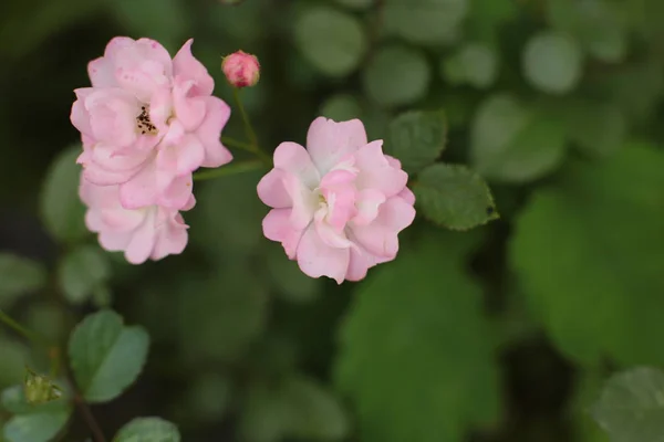 Incroyable Beauté Des Plantes Fleurs Cultiver Dans Pays Dans Jardin — Photo