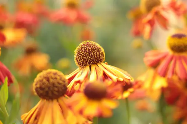 Incredible Beautiful Beauty Flowering Plants Grow Country Garden — Stock Photo, Image