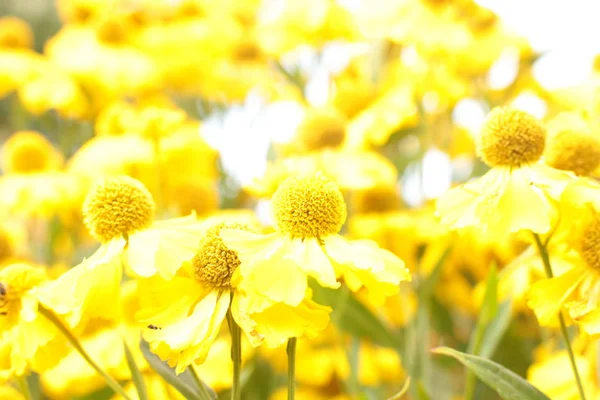 Beleza Maravilhosa Incrível Plantas Florescentes Para Crescer País Jardim — Fotografia de Stock