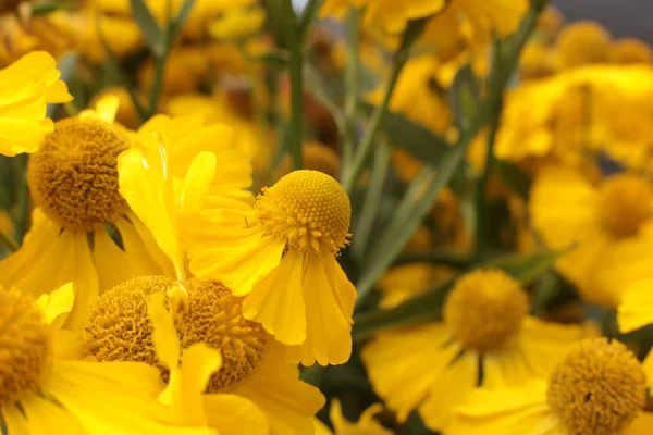 Beleza Maravilhosa Incrível Plantas Florescentes Para Crescer País Jardim — Fotografia de Stock