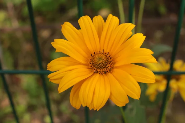 Fiori Bellezza Natura Fioraio Gioia Raccolta Mazzi Fiori — Foto Stock