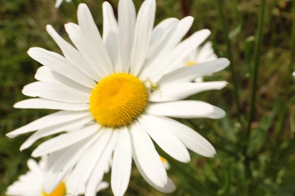 Flores Beleza Natureza Florista Alegria Escolher Buquês — Fotografia de Stock