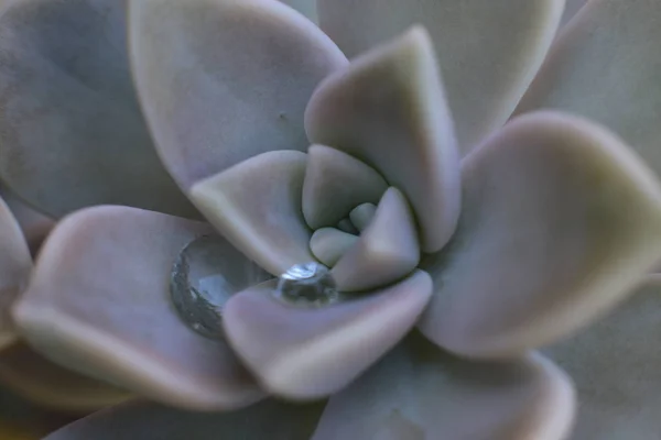 Blumen Schönheit Der Natur Floristen Freude Kommissionierung Sträuße — Stockfoto