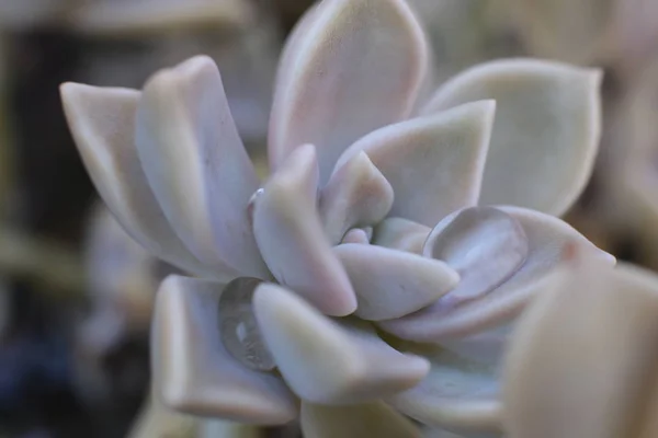 Fleurs Beauté Dans Nature Fleuriste Joie Cueillette Bouquets — Photo