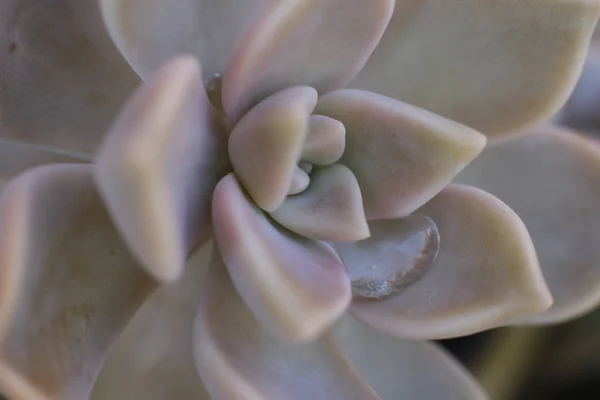 Blumen Schönheit Der Natur Floristen Freude Kommissionierung Sträuße — Stockfoto