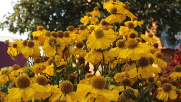 Flowers Wasps Bees Collect Nectar — Stock Video