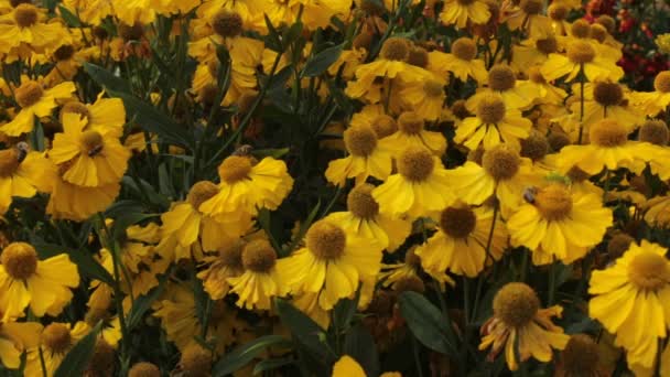 Flowers Wasps Bees Collect Nectar — Stock Video