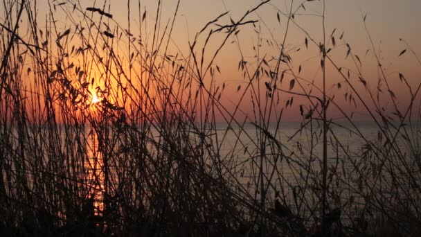 草と夕日の耳 自然な色の美しいグラデーション — ストック動画