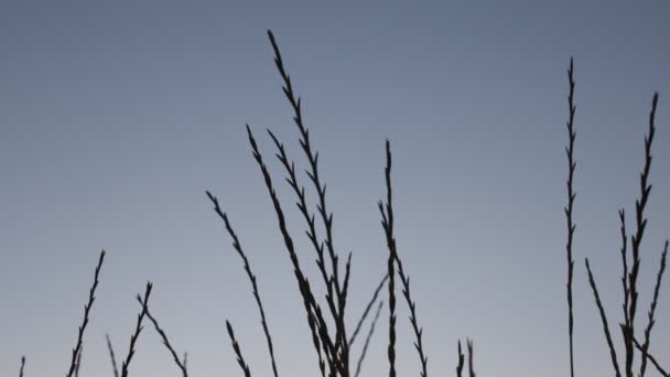 Oreilles d'herbe et de coucher de soleil, un beau dégradé de couleurs naturelles 